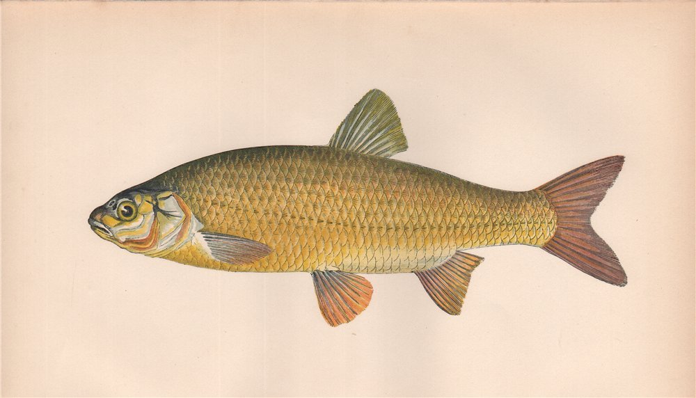 IDE. Leuciscus idus, Orfe. COUCH. Fish 1862 old antique vintage print picture